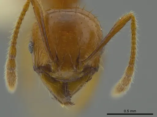 Pheidole bellatrix specimen