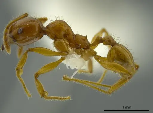 Pheidole bellatrix specimen