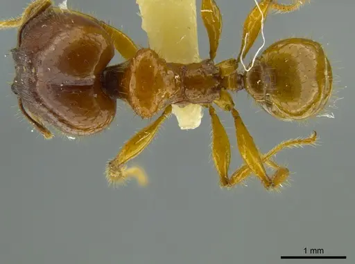 Pheidole bellatrix - JTLC000016326