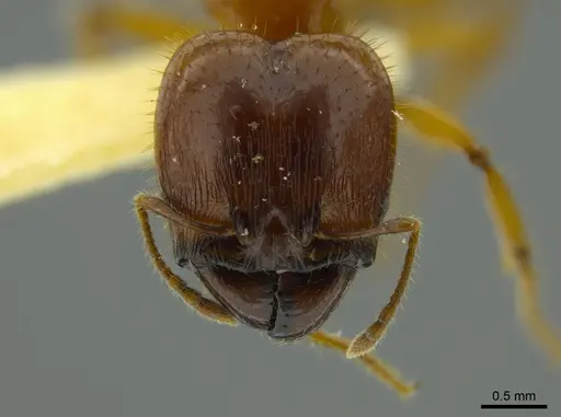 Pheidole bellatrix - JTLC000016326