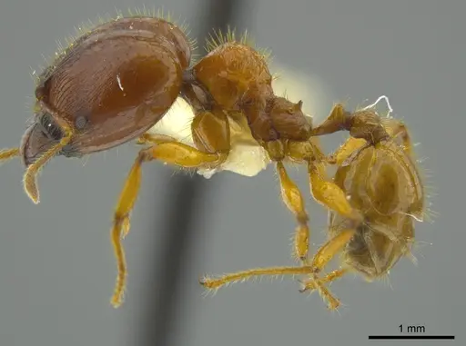 Pheidole bellatrix - JTLC000016326