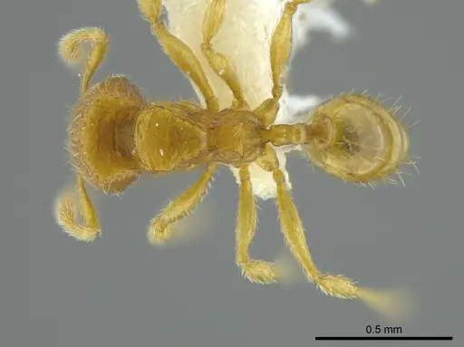 Pheidole beloceps specimen