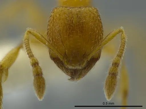 Pheidole beloceps specimen