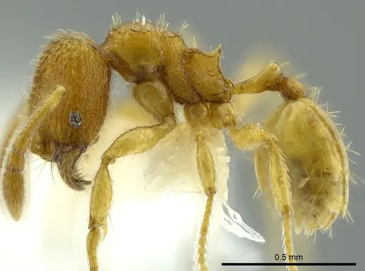 Pheidole beloceps specimen