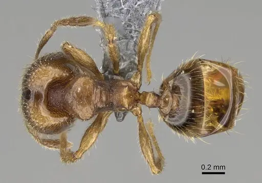 Pheidole beloceps - CASENT0807788