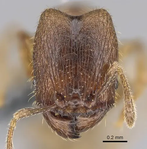 Pheidole beloceps - CASENT0807788