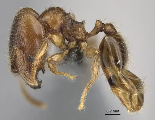 Pheidole beloceps - CASENT0807788
