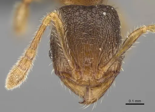 Pheidole beloceps - CASENT0807790