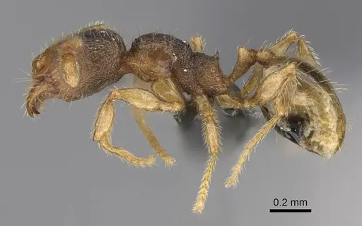 Pheidole beloceps - CASENT0807790