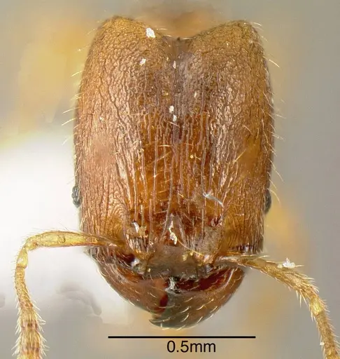 Pheidole beloceps - INB0003618275
