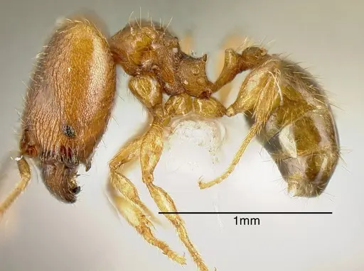 Pheidole beloceps - INB0003618275