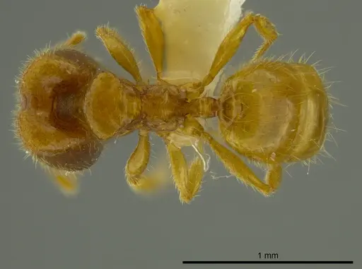 Pheidole beloceps - INBIOCRI001282094