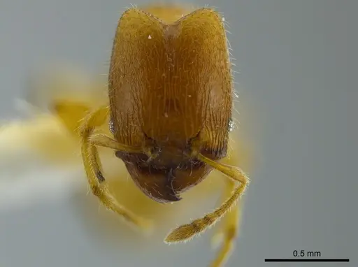 Pheidole beloceps - INBIOCRI001282094