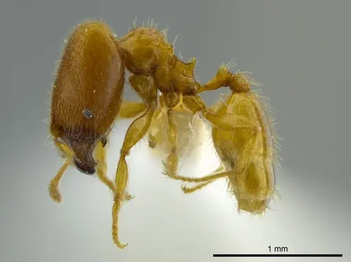 Pheidole beloceps - INBIOCRI001282094