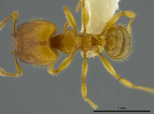 Pheidole belonorte specimen