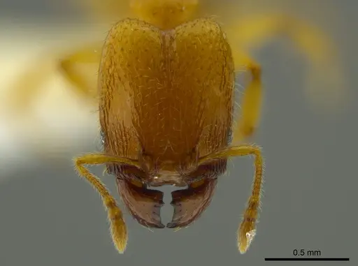 Pheidole belonorte specimen