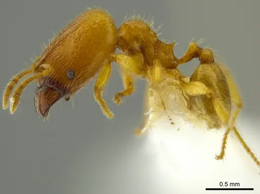 Pheidole belonorte specimen