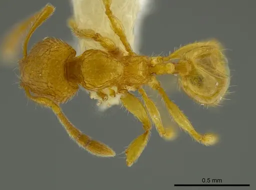 Pheidole belonorte - CASENT0609314