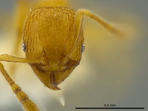 Pheidole belonorte - CASENT0609314