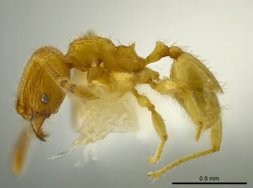 Pheidole belonorte - CASENT0609314