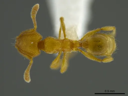 Pheidole belonorte - CASENT0613793