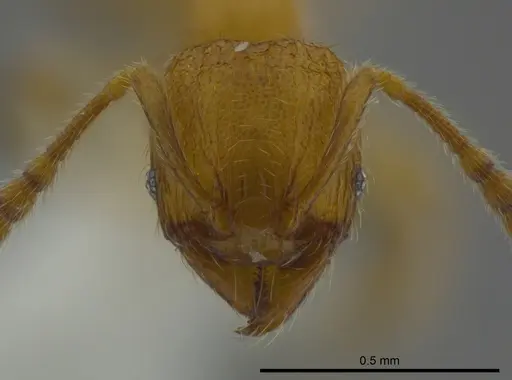 Pheidole belonorte - CASENT0613793