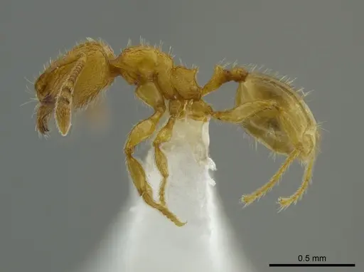 Pheidole belonorte - CASENT0613793