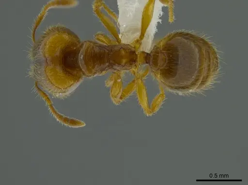 Pheidole belonorte - CASENT0613794