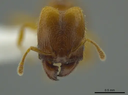 Pheidole belonorte - CASENT0613794
