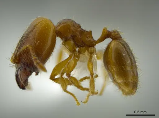 Pheidole belonorte - CASENT0613794