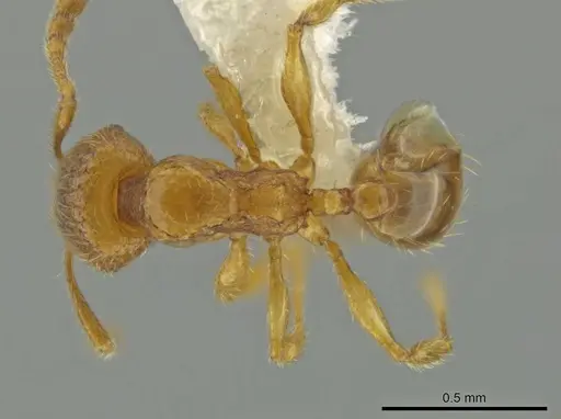 Pheidole belonorte - CASENT0645126