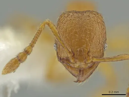 Pheidole belonorte - CASENT0645126
