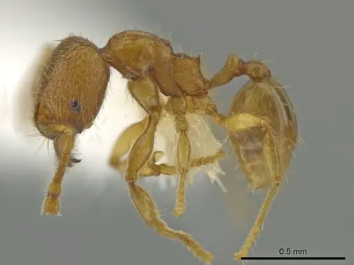 Pheidole belonorte - CASENT0645126