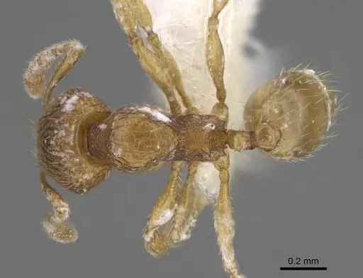 Pheidole belonorte - CASENT0646629