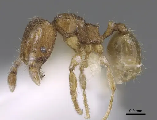 Pheidole belonorte - CASENT0646629