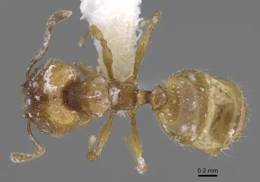 Pheidole belonorte - CASENT0646630