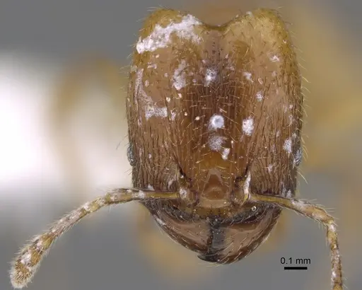 Pheidole belonorte - CASENT0646630