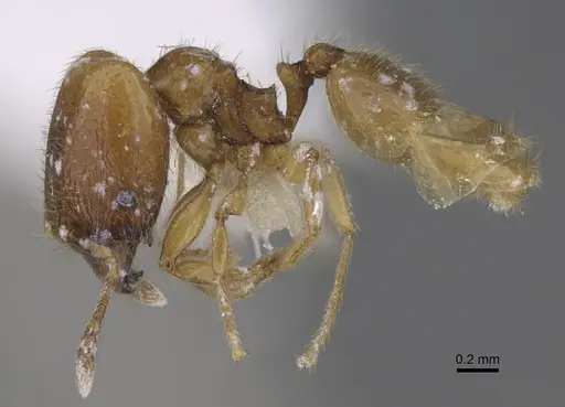 Pheidole belonorte - CASENT0646630