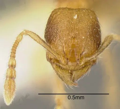 Pheidole belonorte - INBIOCRI001281941