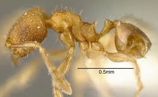 Pheidole belonorte - INBIOCRI001281941