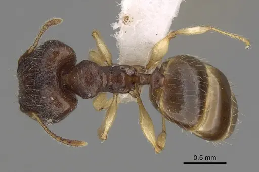 Pheidole bemarahaensis specimen