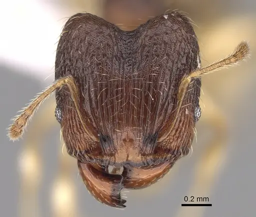 Pheidole bemarahaensis specimen