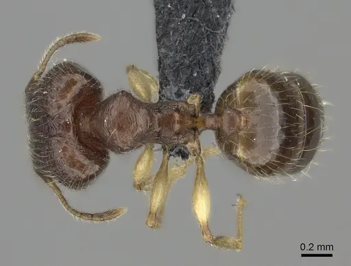 Pheidole bemarivoensis specimen