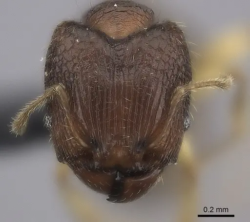 Pheidole bemarivoensis specimen