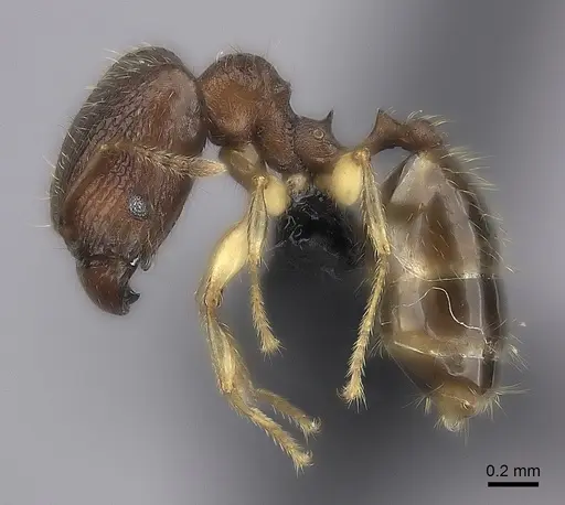 Pheidole bemarivoensis specimen