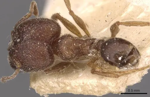 Pheidole bequaerti specimen