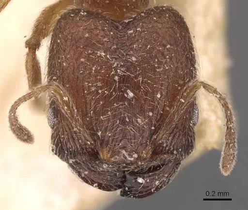 Pheidole bequaerti specimen