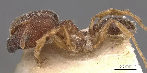 Pheidole bequaerti specimen