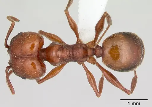 Pheidole bergi specimen