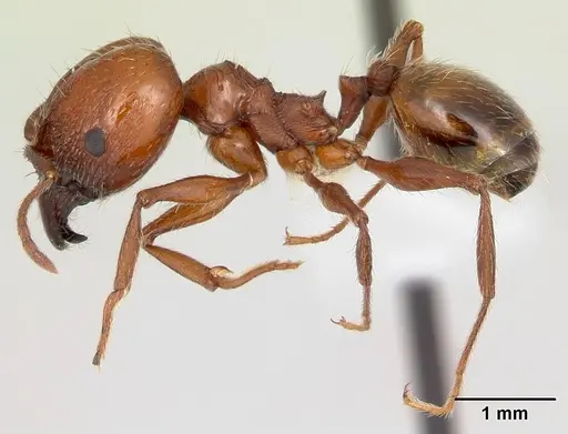 Pheidole bergi specimen